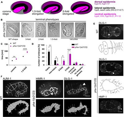 A Maternal-Effect Toxin Affects Epithelial Differentiation and Tissue Mechanics in Caenorhabditis elegans